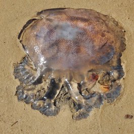 Jellyfish Lake, Palau Photo #5 by Michael Coghlan from flickr
