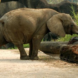 Taipei Zoo, Taipei Photo #5 by Guy Dickinson from flickr