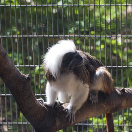 San Antonio Zoo, San Antonio Photo #6 by BFS Man from flickr