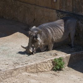 San Antonio Zoo, San Antonio Photo #7 by BFS Man from flickr