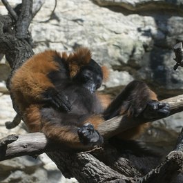 San Antonio Zoo, San Antonio Photo #3 by BFS Man from flickr