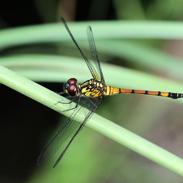 Cairns Botanic Gardens, Cairns Photo #6 by Graham Winterflood from flickr
