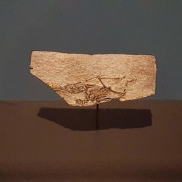 Ohio itinerary, Cleveland Museum Of Natural History