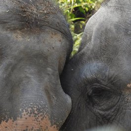 Taipei Zoo, Taipei Photo #8 by Dennis Sylvester Hurd from flickr