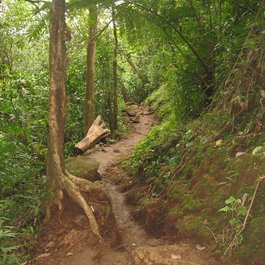 Manoa Falls, Honolulu Photo #9 by Ken Lund from flickr