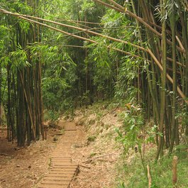 Manoa Falls, Honolulu Photo #5 by Ken Lund from flickr