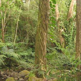 Manoa Falls, Honolulu Photo #8 by Ken Lund from flickr