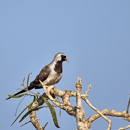 Morondava, Madagascar Photo #3 by Jac. Janssen from flickr