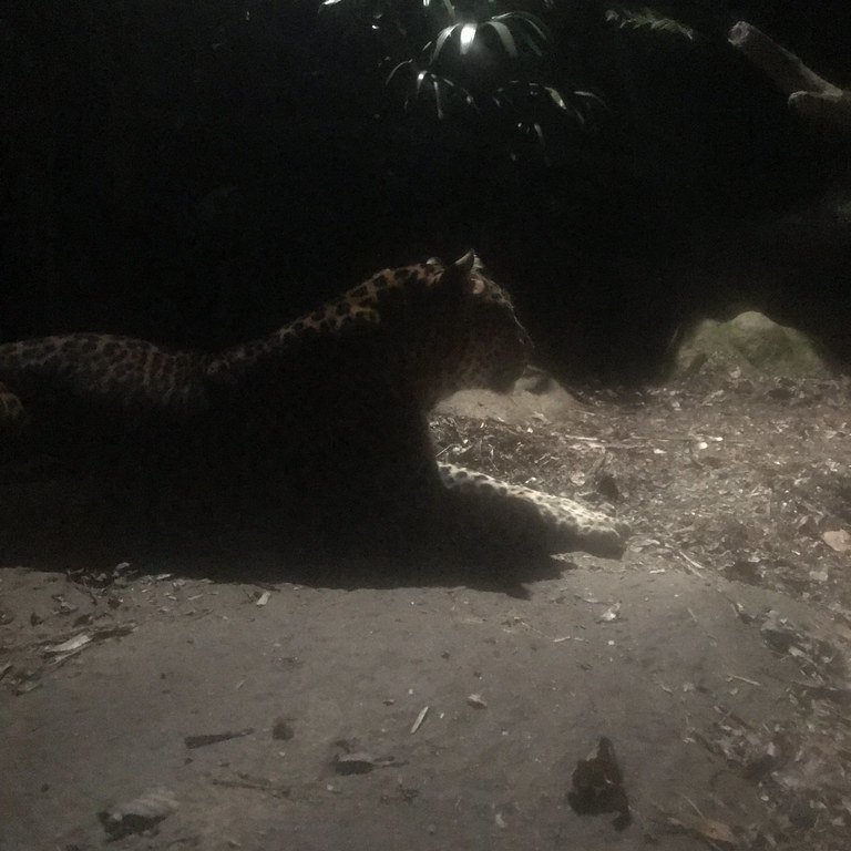 Night Safari, Singapore