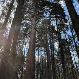 General Sherman Tree, Sequoia National Park Photo #6 by Matthew Dillon from flickr