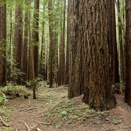 Big Trees Trail, Sequoia National Park Photo #5 by londonexpat from flickr
