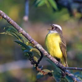 Monteverde, Central Pacific Photo #6 by Becky Matsubara from flickr