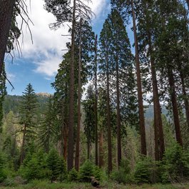 General Sherman Tree, Sequoia National Park Photo #8 by Matthew Dillon from flickr
