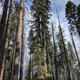 General Sherman Tree, Sequoia National Park Photo #7 by Matthew Dillon from flickr