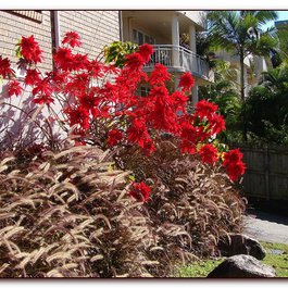 Toowong, Brisbane Photo #5 by Tatters ✾ from flickr