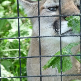 Toronto Zoo, Toronto Photo #8 by Roger Ahlbrand from flickr