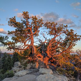 North Rim, Grand Canyon National Park Photo #9 by Matthew Dillon from flickr