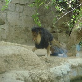 Cheyenne Mountain Zoo, Colorado Springs Photo #1 by brian gautreau from flickr