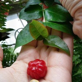 Krohn Conservatory, Cincinnati Photo #3 by Cataloging Nature from flickr
