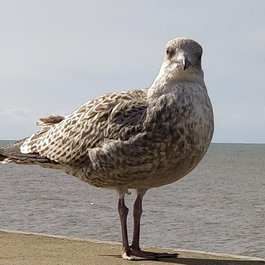 Ripley's Believe It Or Not, Blackpool, Blackpool Photo #4 by keithloaf1961 from flickr