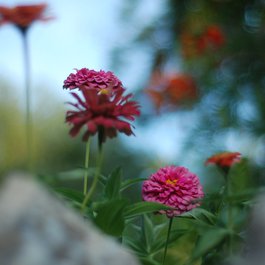 Japanese Tea Garden, San Antonio Photo #9 by Mark Bonica from flickr