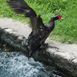 Witte Museum, San Antonio Photo #4 by Mark Bonica from flickr