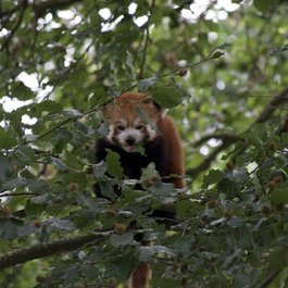 Odense Zoo, Odense Photo #2 by Kim Bach from flickr
