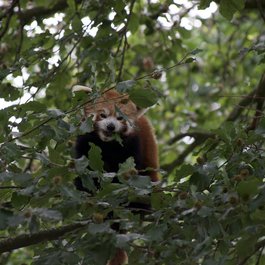 Odense Zoo, Odense Photo #3 by Kim Bach from flickr