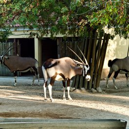 Lisbon Zoo, Lisbon Photo #9 by Pedro Ribeiro Simões from flickr