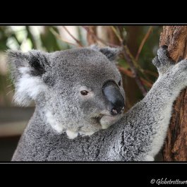 Lone Pine Koala Sanctuary, Brisbane Photo #5 by Globetrotteur17... Ici, là-bas ou ailleurs... from flickr
