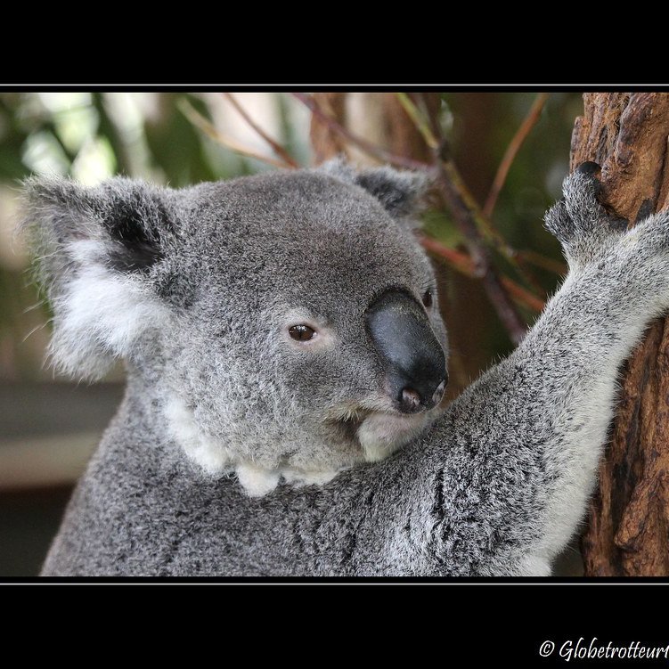 Lone Pine Koala Sanctuary, Brisbane