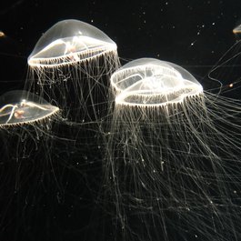 Monterey Bay Aquarium, Monterey Photo #9 by Todd Dwyer from flickr