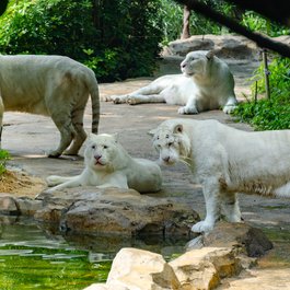 Chimelong Paradise, Guangzhou Photo #4 by xiquinhosilva from flickr
