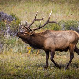 Moraine Park, Rocky Mountain National Park Photo #7 by Christian Collins from flickr