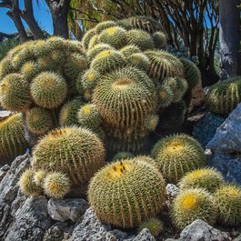 Jardin Exotique, Monaco Photo #5 by Trish Hartmann from flickr