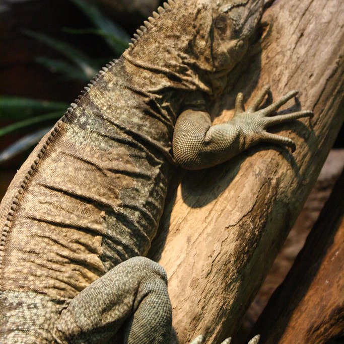 Jamaica Zoo, Jamaica