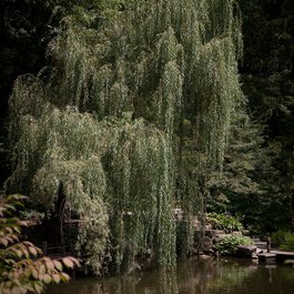 Anderson Japanese Gardens, Rockford Photo #7 by vxla from flickr