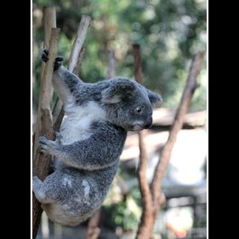 Lone Pine Koala Sanctuary, Brisbane Photo #9 by Globetrotteur17... Ici, là-bas ou ailleurs... from flickr