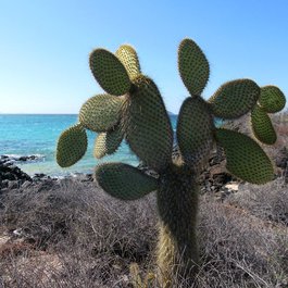 Santa Cruz Island, Galapagos Islands Photo #4 by David Stanley from flickr