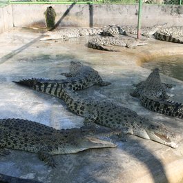 Davao Crocodile Park, Davao Photo #3 by Gary Todd from flickr