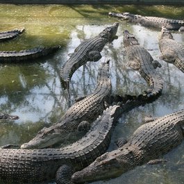 Davao Crocodile Park, Davao Photo #2 by Gary Todd from flickr