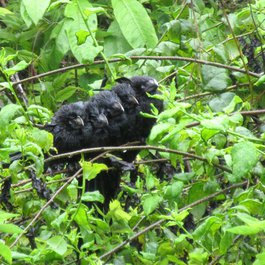 Santa Cruz Island, Galapagos Islands Photo #5 by David Stanley from flickr