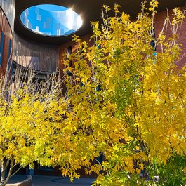 Arizona State University, Tempe Photo #9 by Kevin Dooley from flickr