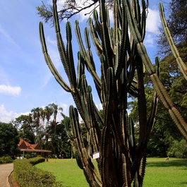 Karen Blixen Museum, Nairobi Photo #6 by Guillaume Baviere from flickr