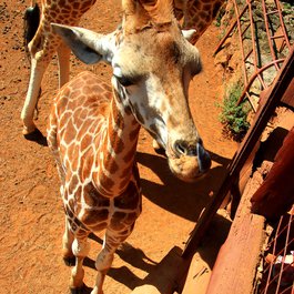 Giraffe Centre, Nairobi Photo #3 by Guillaume Baviere from flickr
