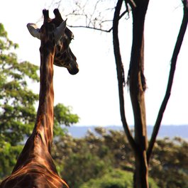 Giraffe Centre, Nairobi Photo #2 by Guillaume Baviere from flickr