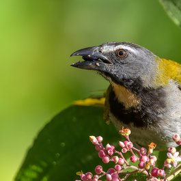 Alajuela, Costa Rica Photo #4 by Becky Matsubara from flickr