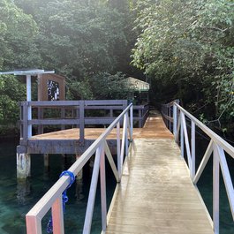 Jellyfish Lake, Palau Photo #9 by David Jones from flickr