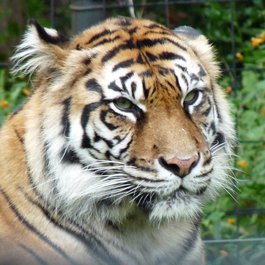 Toronto Zoo, Toronto Photo #3 by Roger Ahlbrand from flickr