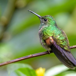Costa Rica itinerary, Monteverde